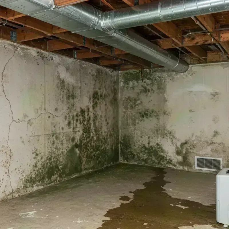 Professional Mold Removal in New Albany, MS